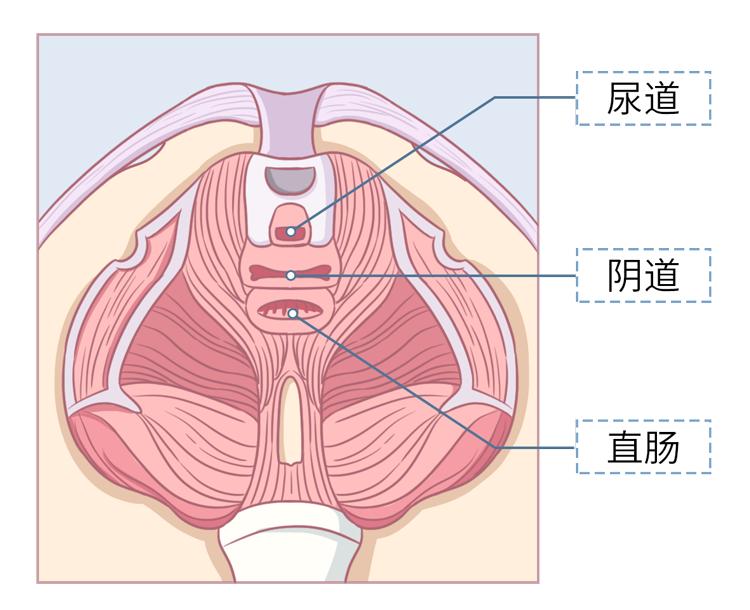 *生活性**时，女性*处私**总发出“噗噗”的放屁声？多和这4个原因有关