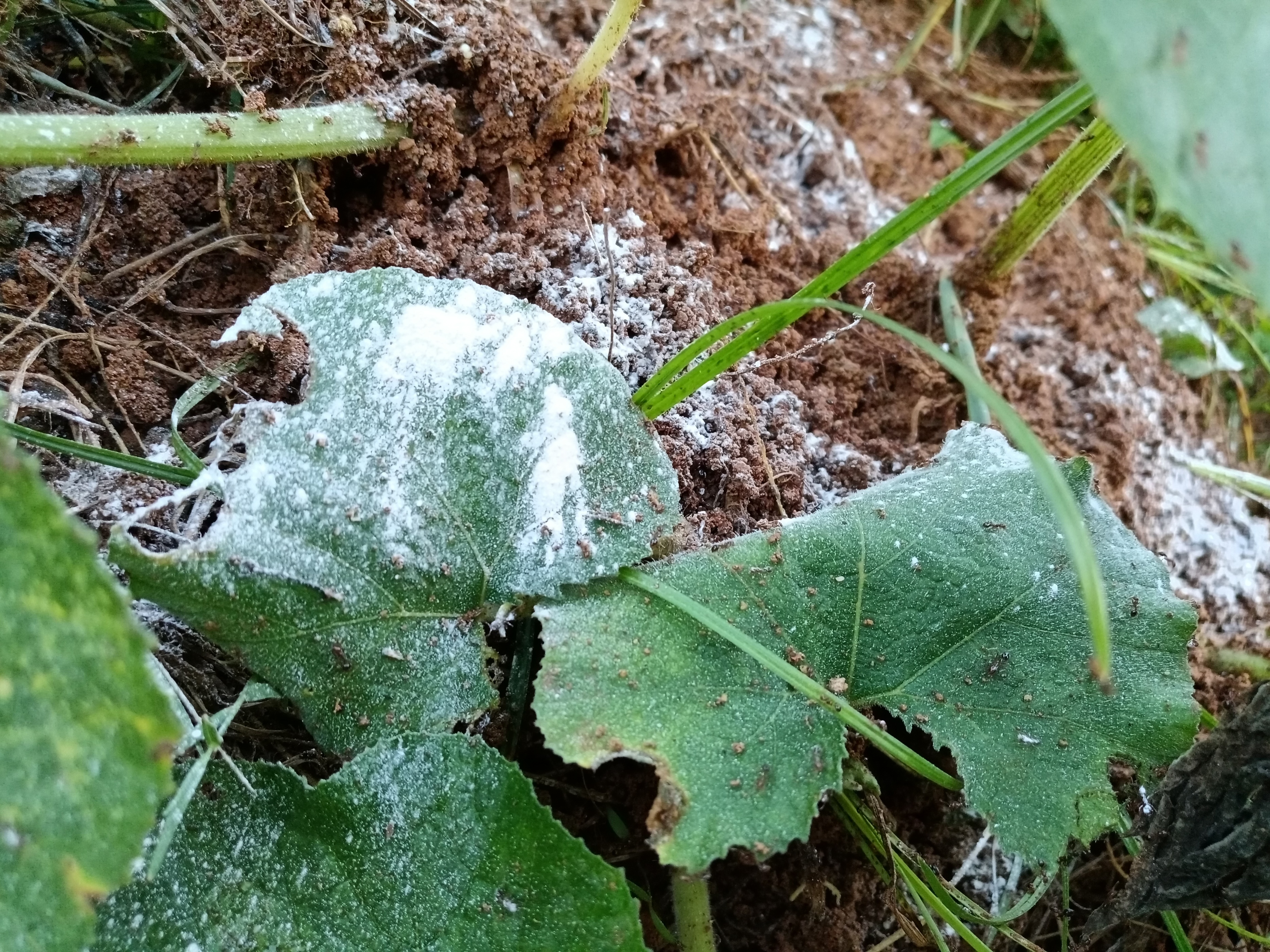今天做了两件事重点喷杀蚂蚁窝