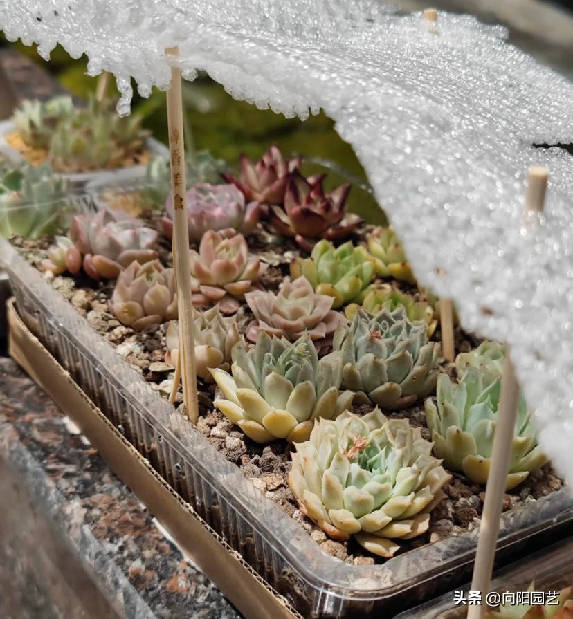 不适合淋雨露养的多肉,露养多肉杀菌雨前还是雨后
