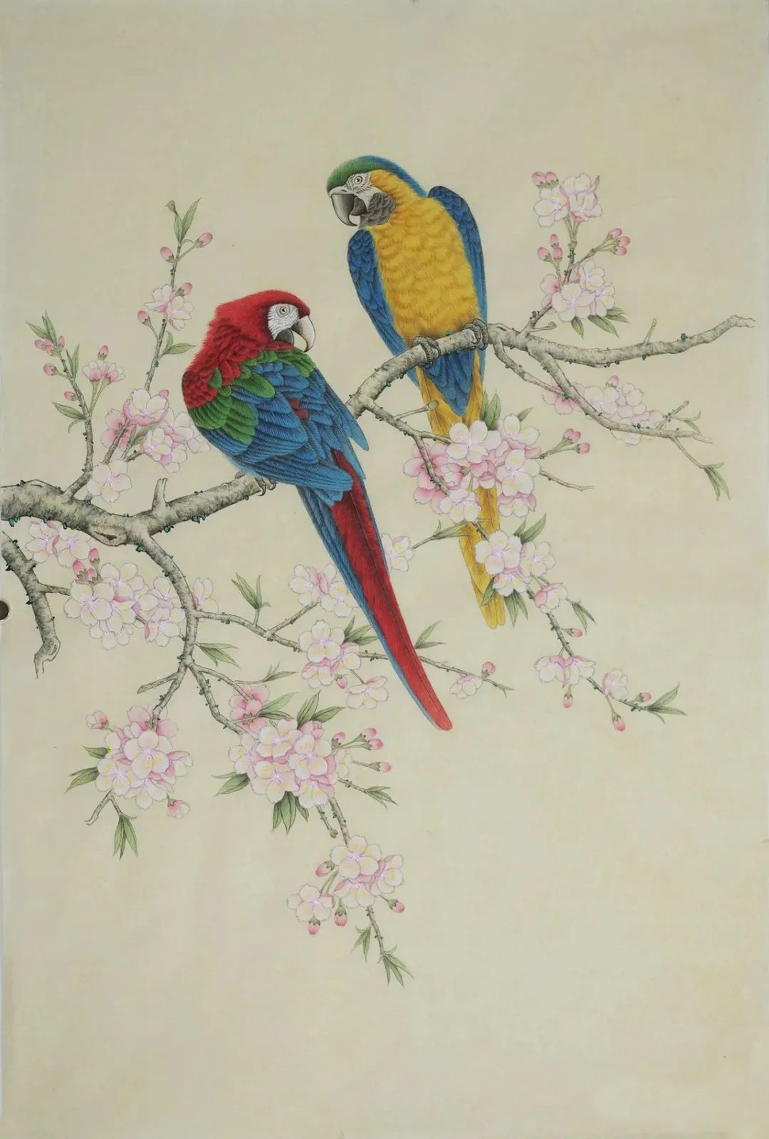 工笔画鹦鹉技法大全,工笔鹦鹉的画法和视频