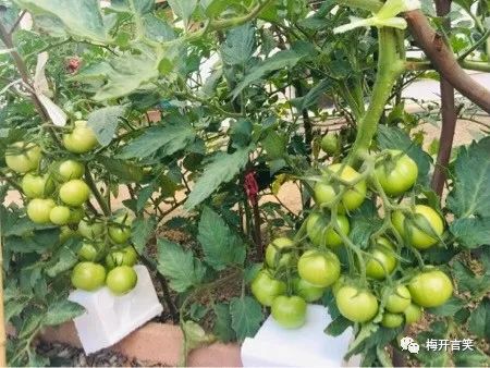 在澳洲种菜日记,我在澳洲学医