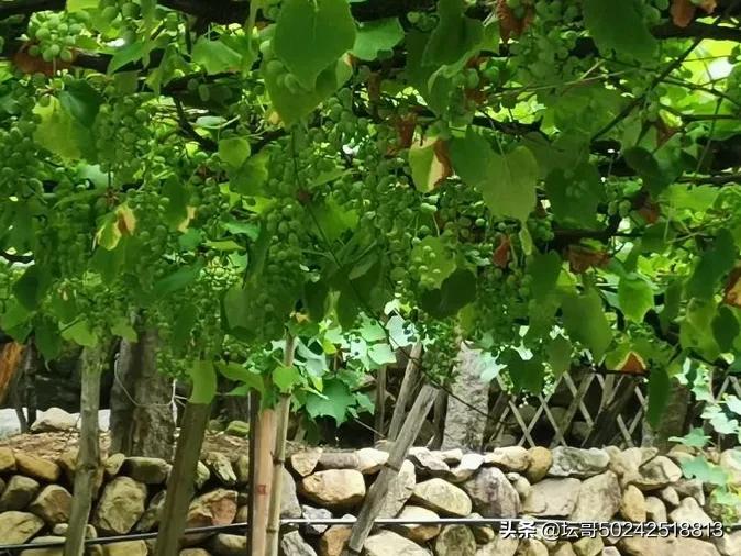 宁德市溪塔葡萄沟旅游景区,穆云乡溪塔葡萄沟