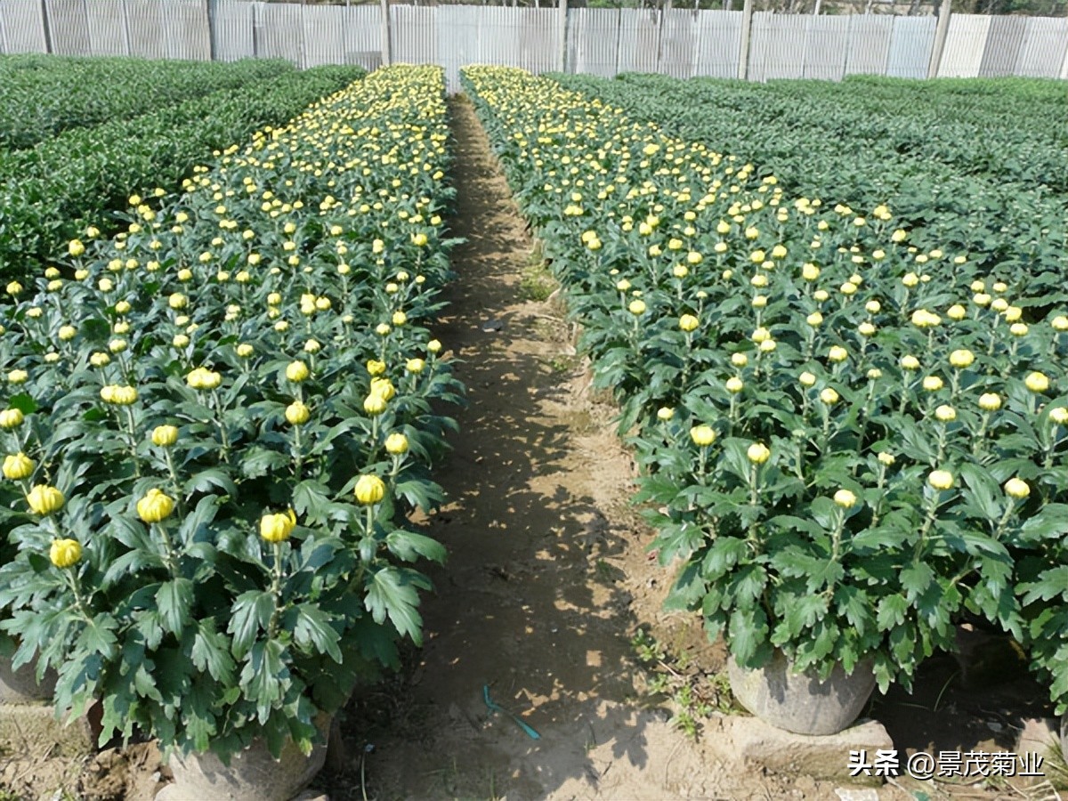 菊花叶子在变黄用什么治,菊花得了锈病叶子还能恢复吗