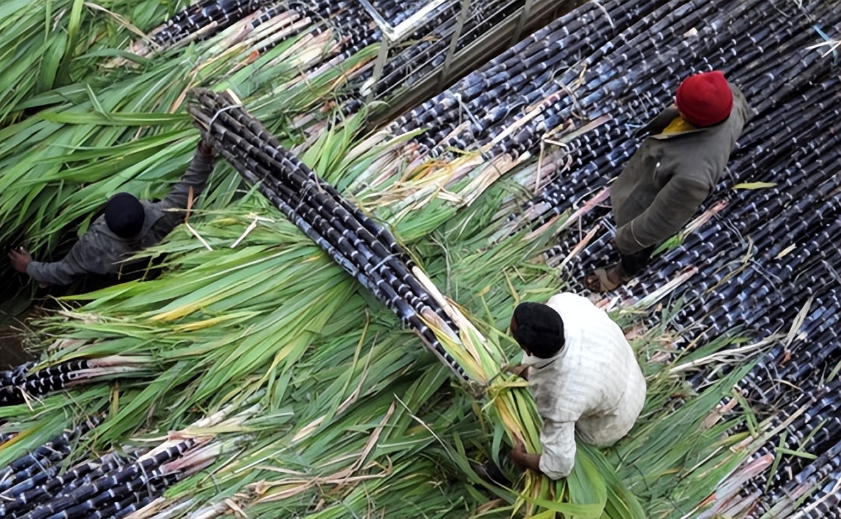 月经耽误工作怎么办？每年有10万印度女人割掉子宫，只为多挣钱！