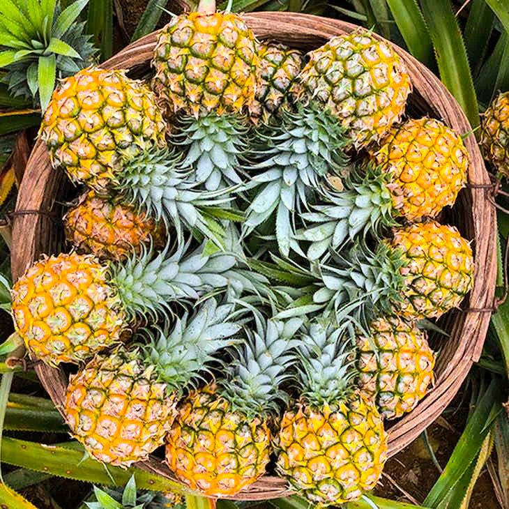 凤梨和菠萝的区别视频,菠萝凤梨是一个东西吗