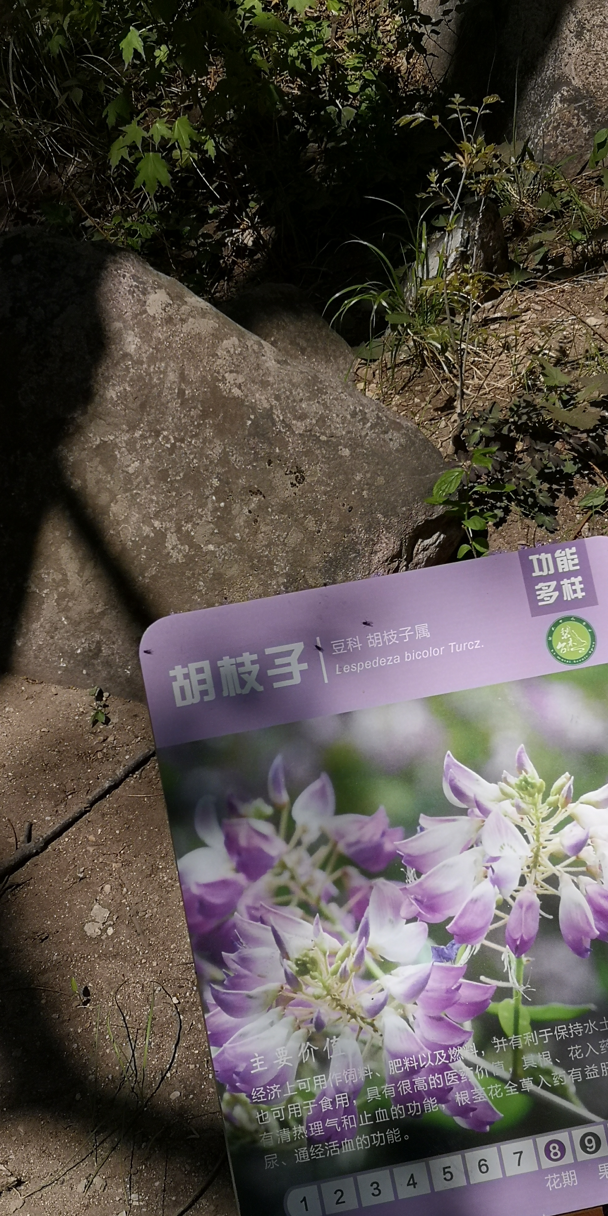 天津梨木台景区值得夏天去的地方,天津蓟县梨木台风景区路线