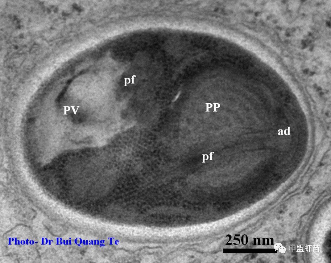 微孢子虫亚门,水产养殖微孢子虫