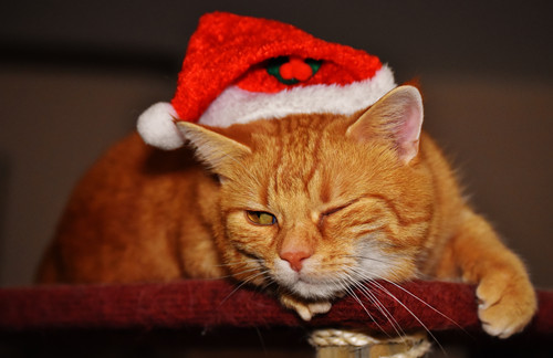 猫在床上拉屎有没有什么含义,猫在床上撒尿的原因