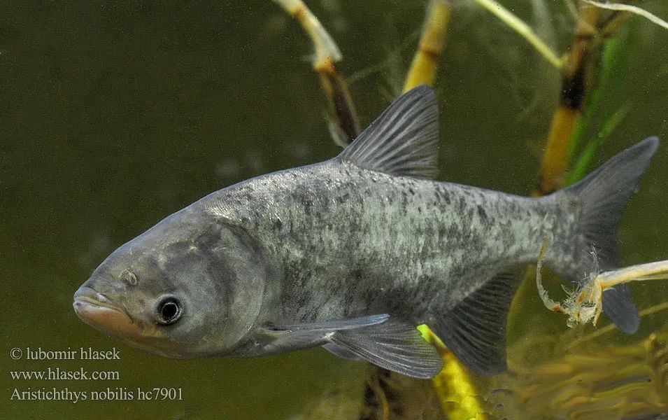 黑龙江三花五罗十八子图片,黑龙江名鱼三花五罗