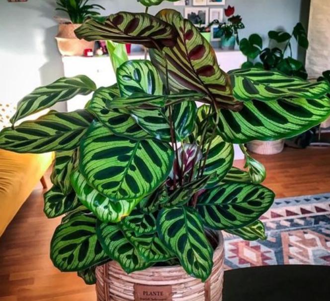 观赏植物黄叶为啥,竹芋绿植叶子焦边怎么办