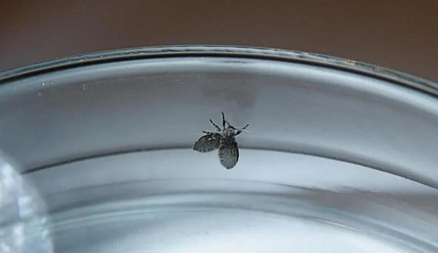 卫生间小飞虫的幼虫怎么消灭,农村厕所里小飞虫怎么消灭小窍门