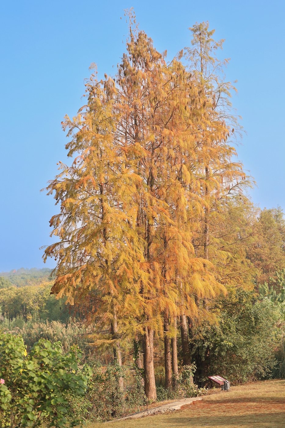 不出武汉赏银杏的地方,武汉好逛的森林公园