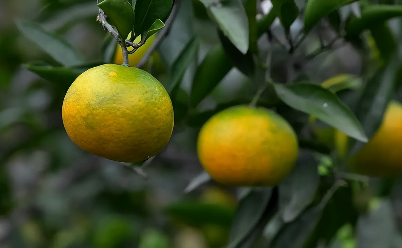 有乙肝病毒的人可以吃羊肉吗,乙肝吃羊肉的禁忌