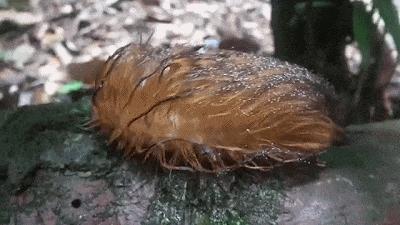 男子捡到怪鸟脖子,男子发现怪鸟在阳台脖子如纸片