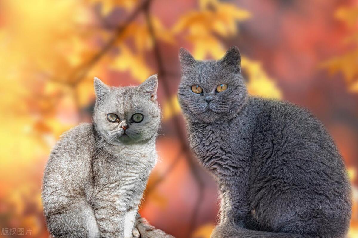 猫咪呕吐黄色液体跟猫粮有关吗,猫咪猫瘟输完液回来还呕吐