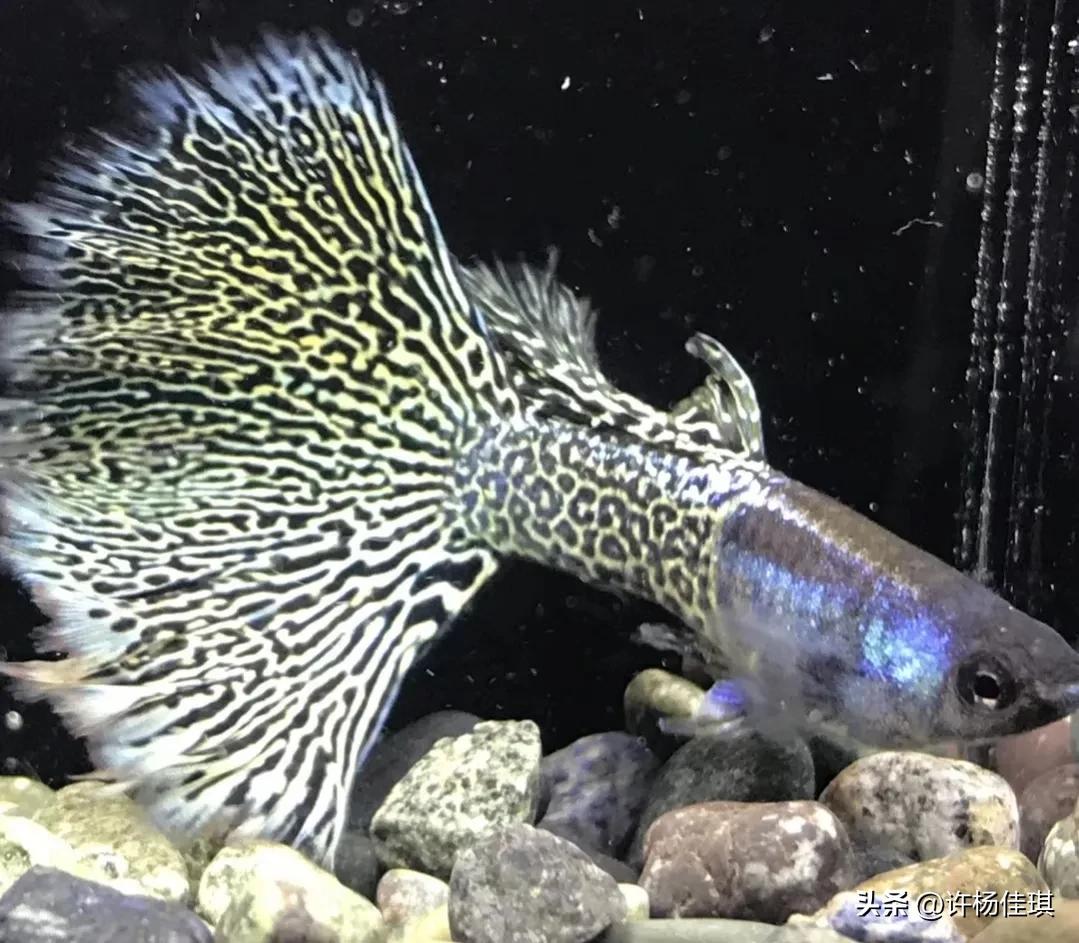 孔雀鱼品种详细介绍大全附图,最能繁殖的孔雀鱼是哪种品种