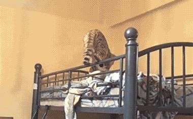 什么猫咪最好养而且又粘人省钱,什么类型的猫咪最听话好养