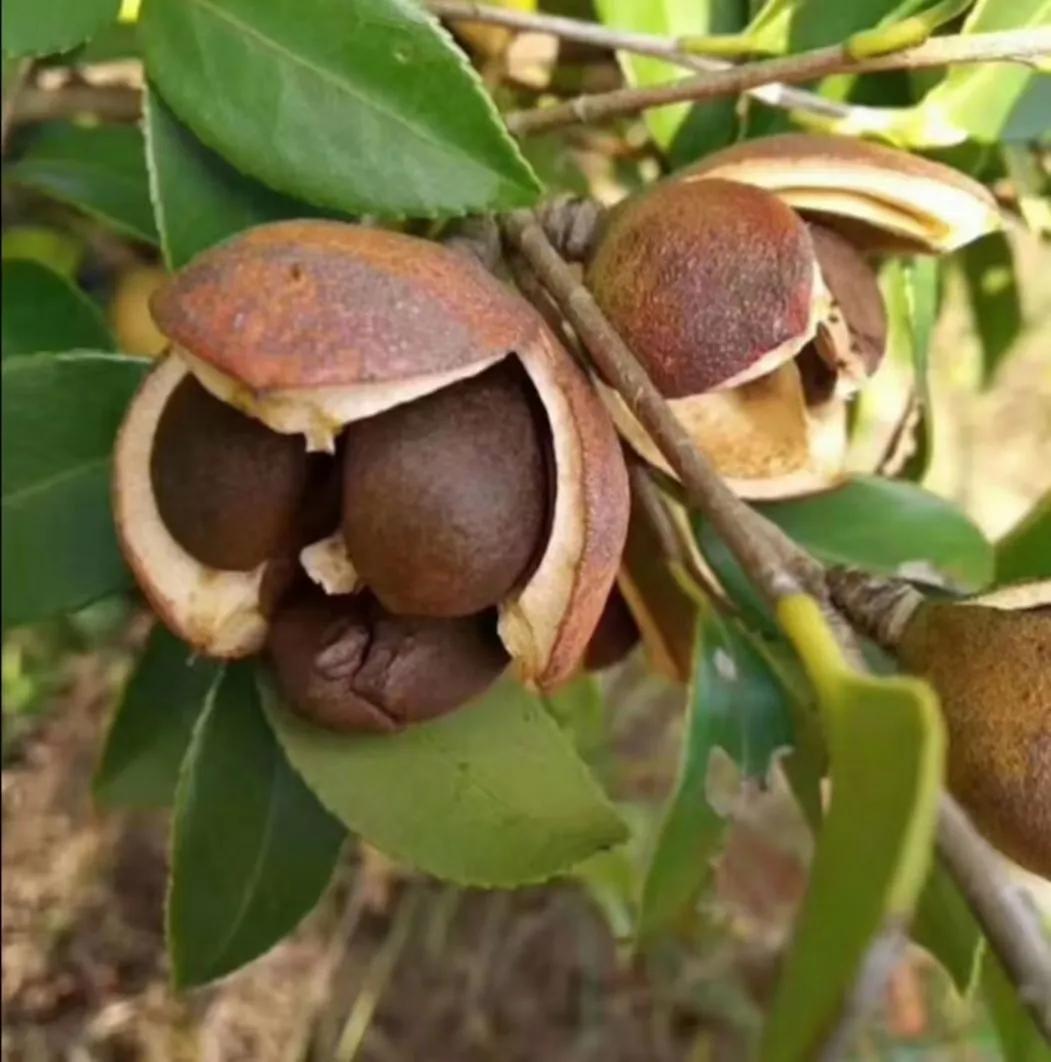 植物多样性的认识,怎么快速认识植物