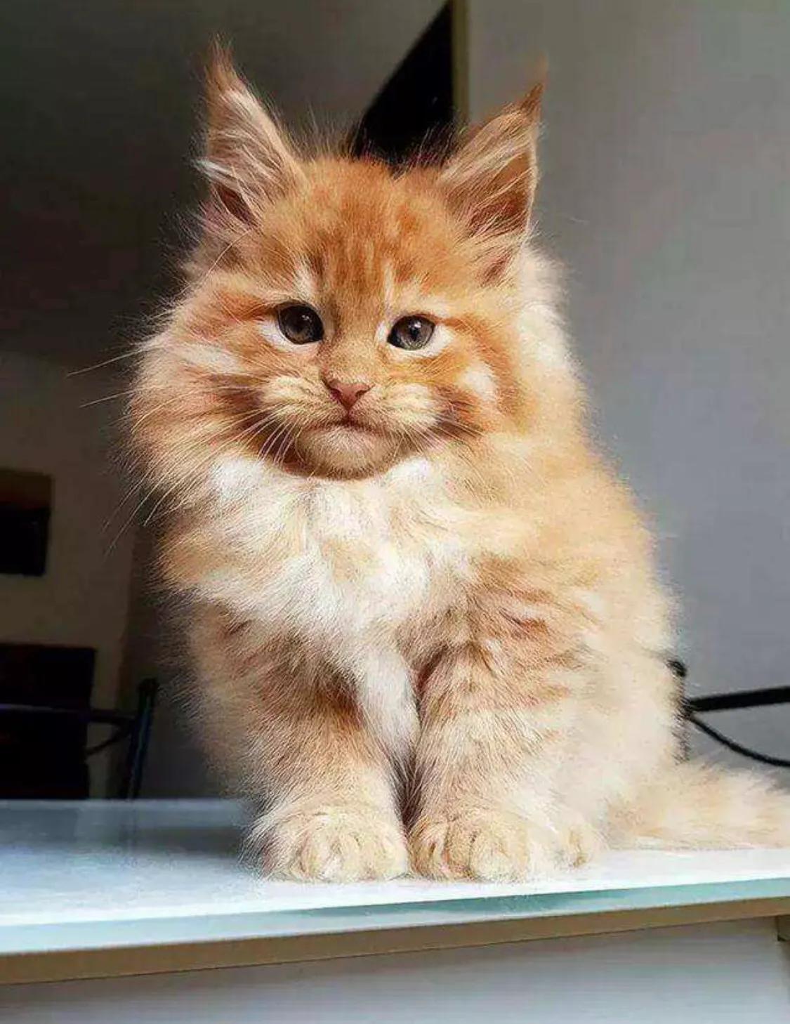 重点布偶和蓝白会配出缅因吗,天选猫耳为什么这么贵