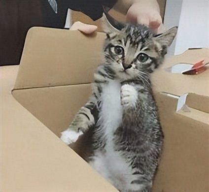 中华田园猫和虎斑猫的区别,中华田园猫太挑食了怎么办