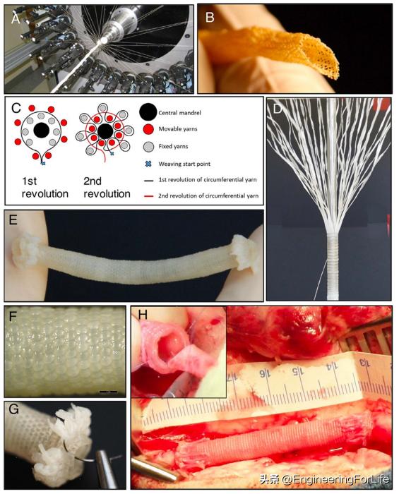 血管组织工程的生物制造方法及生物纺织品