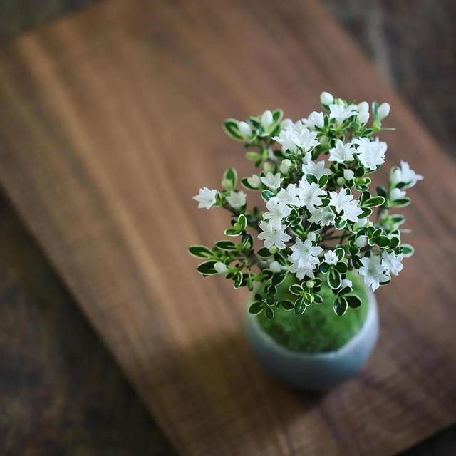 为什么苔藓养不活,苔藓为何养不活