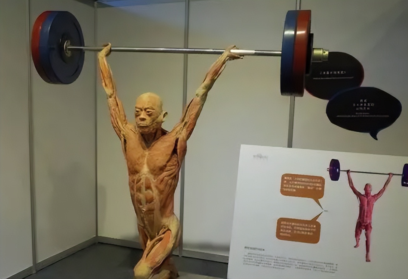 人体遗体捐献做标本有没有补偿,标本制作师工作