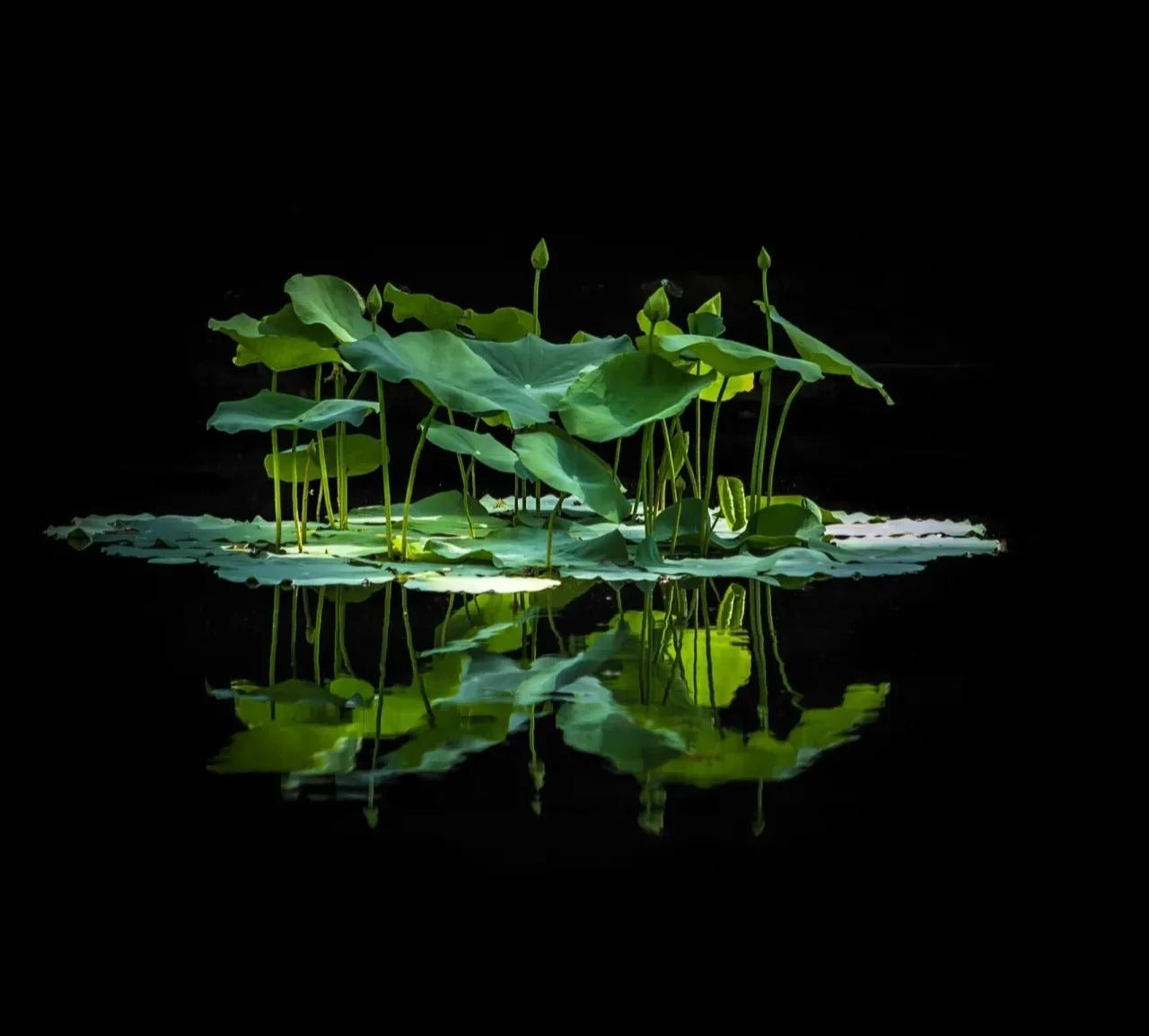 无穷莲叶，精彩纷呈