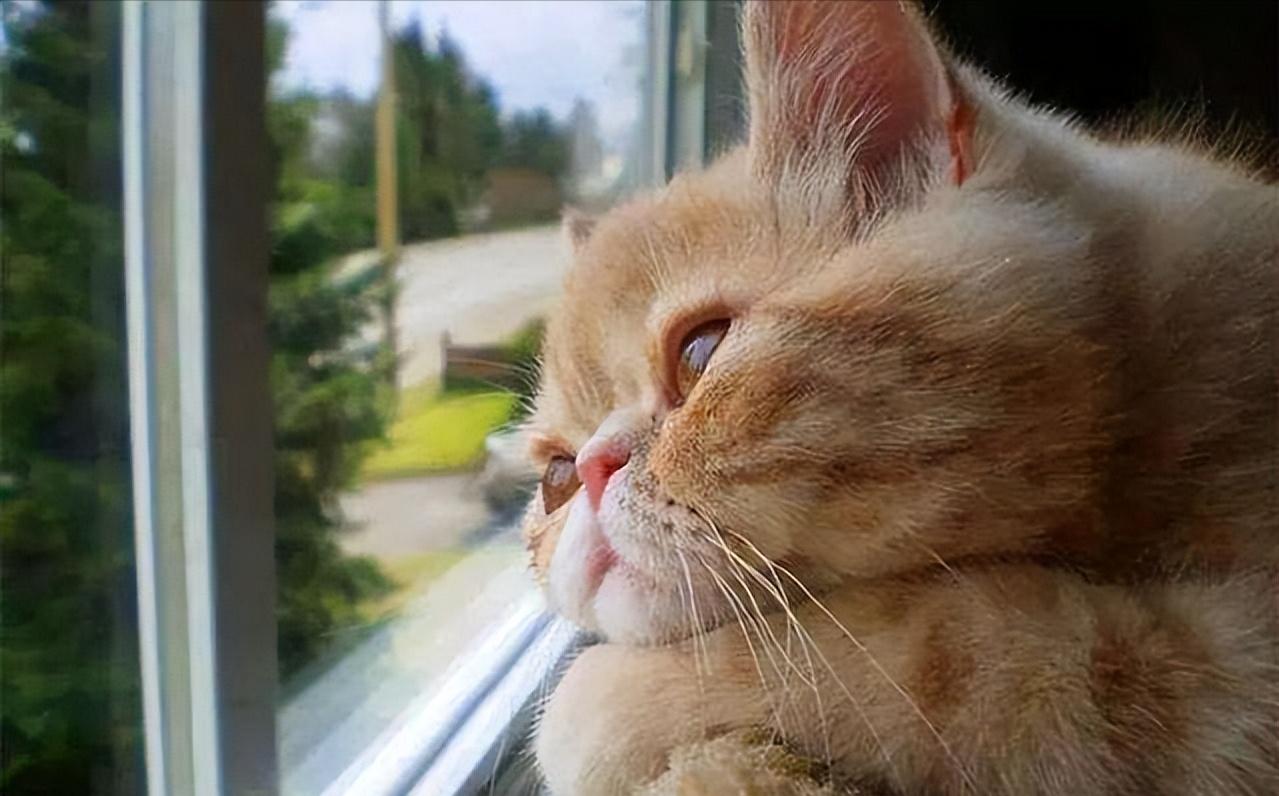 养得好的猫咪几大特征是什么,被养得好的猫咪会有哪些特征