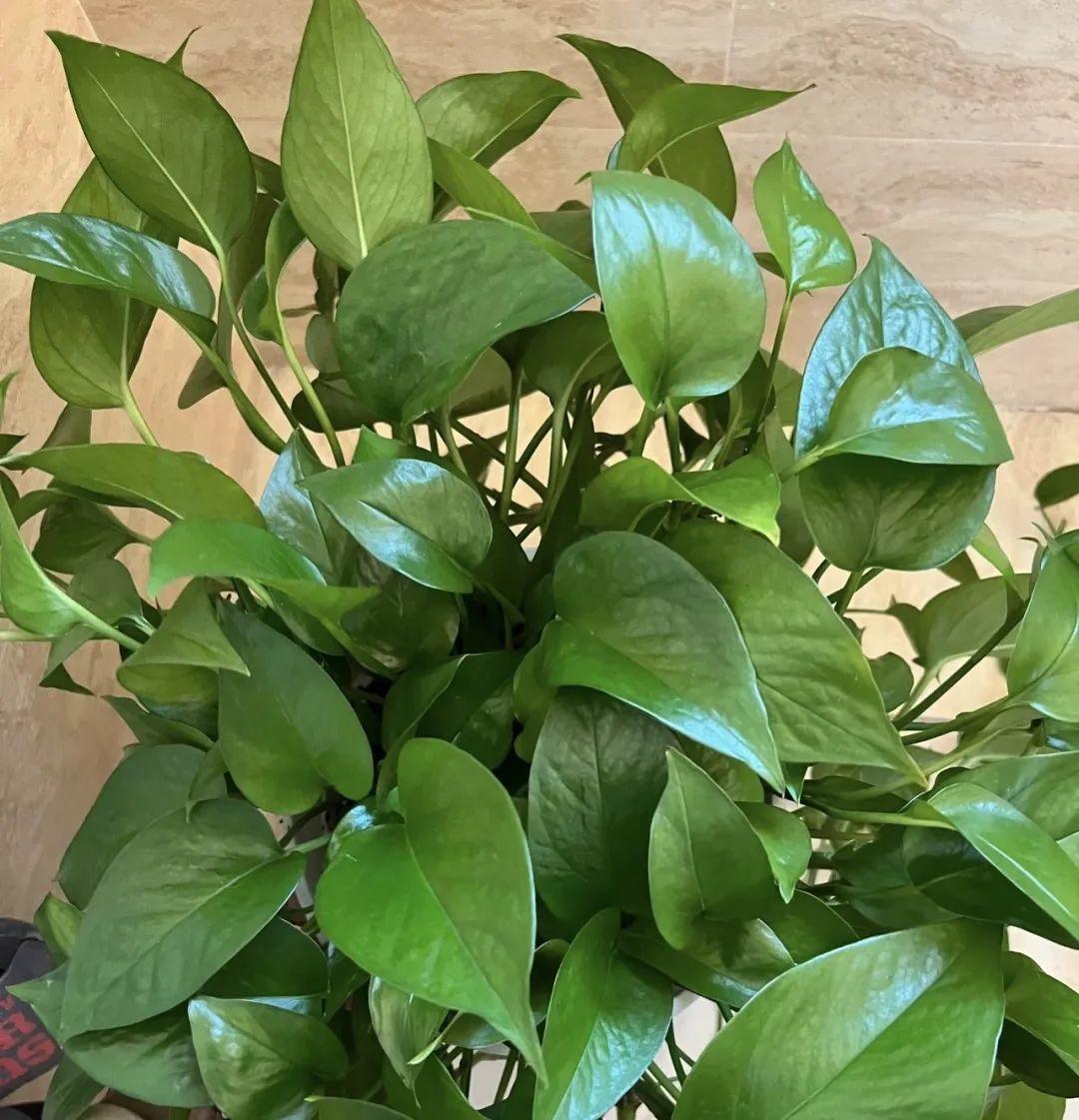 永生花保留方法有哪些种类,永生花怎么长期保持