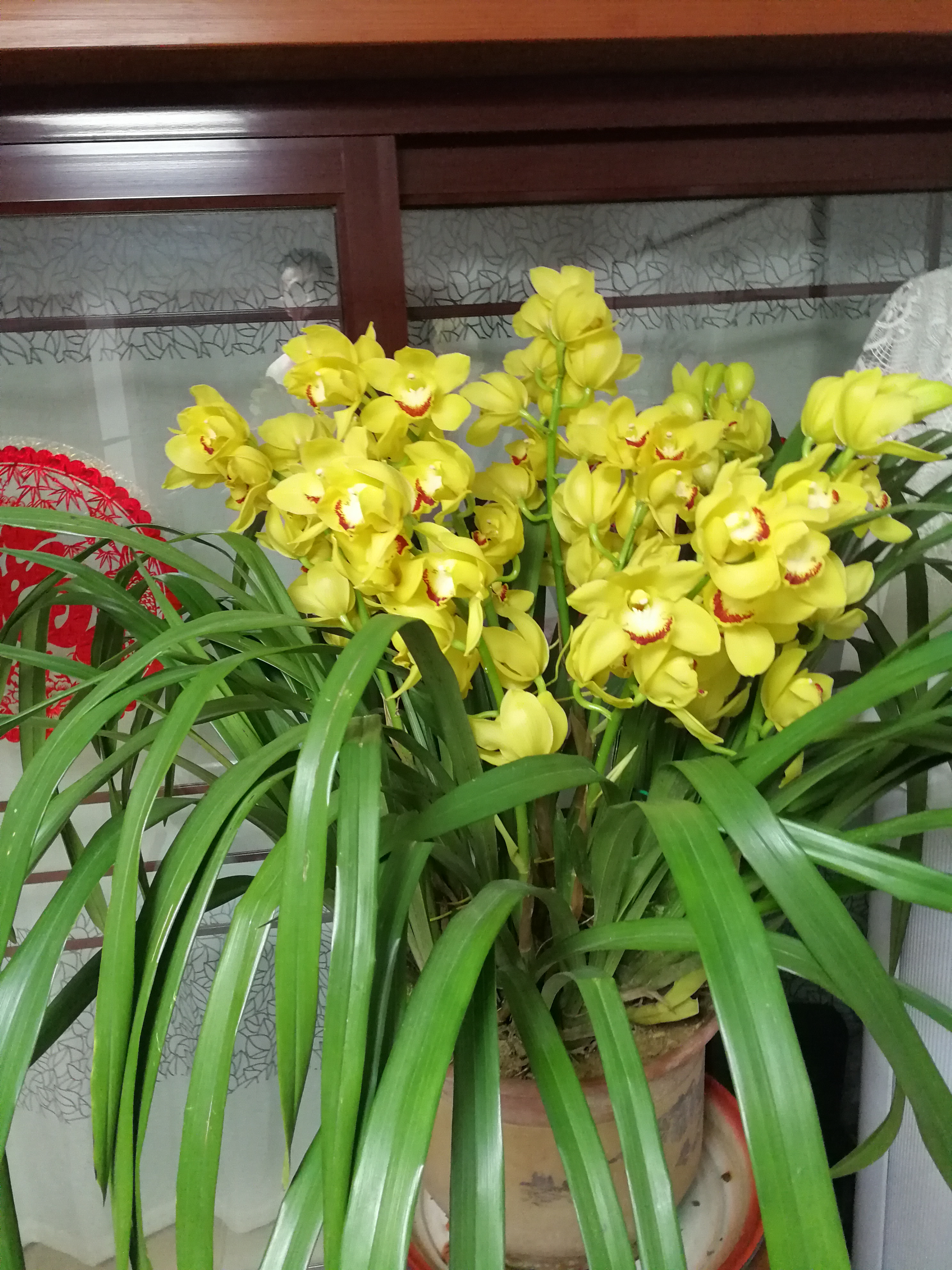 快过年了，家里可以养盆“黄金岁月”，美丽又喜庆，花香熏满屋