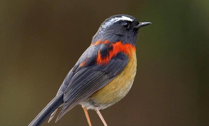 50张最佳鸟类摄影作品,鸟儿大全大图