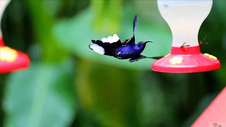 世界最小蜂鸟,世界上最小的蜂鸟到底有多大