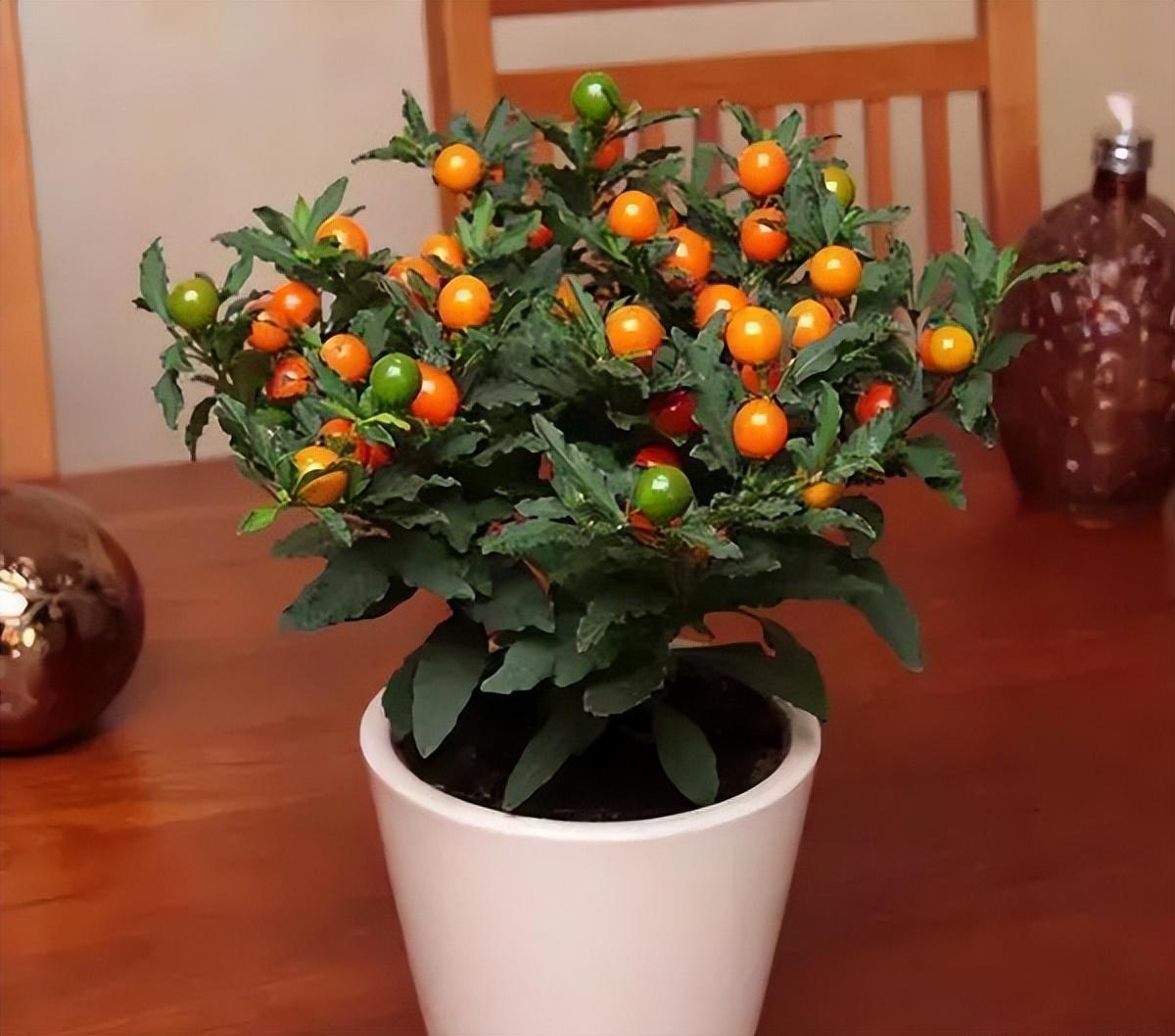 家里有什么花不能扔,家里最忌讳哪些花