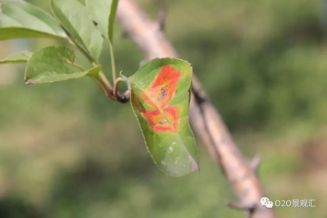 植物病害知识全解,春季植物病害防治方法