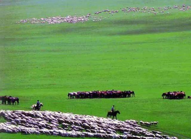 美国人养牛新方法,美国人养牛的方法