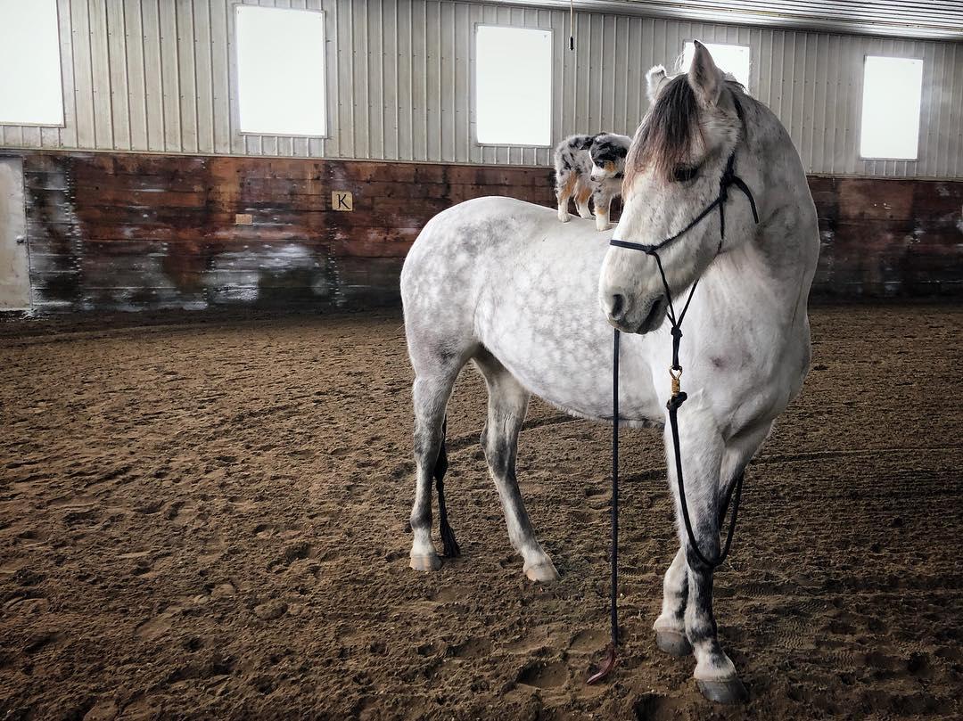 边牧和澳牧的混血狗狗,漂亮狗狗澳牧