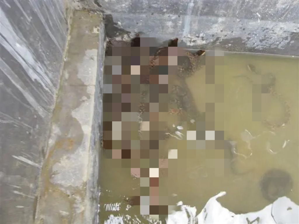 私自养野生蛇,农户私放1000条眼镜蛇