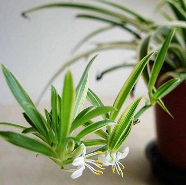 卧室养什么绿植能产生负氧离子,家里放多少绿植负氧离子多