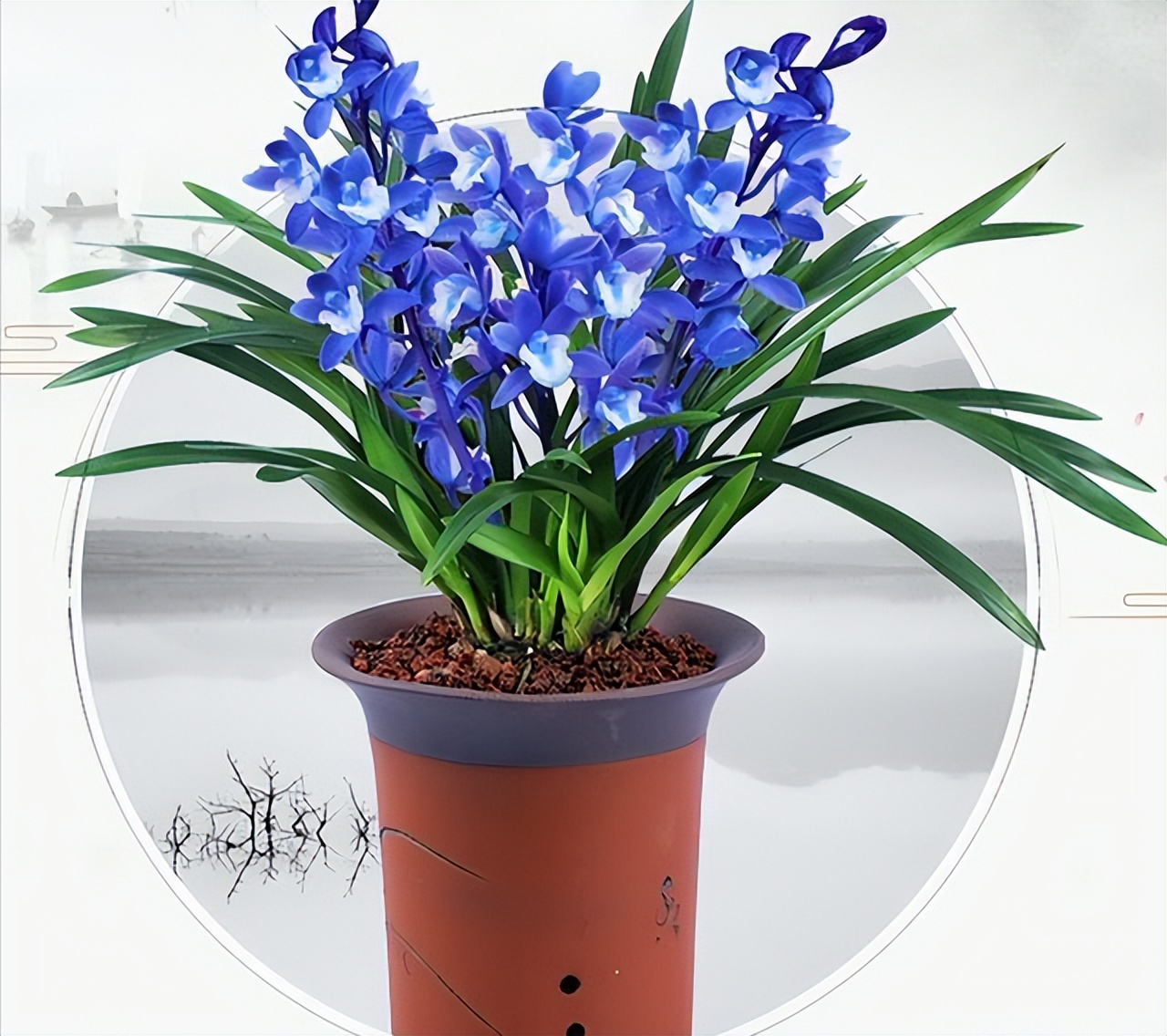 特别神秘的兰花花色罕见香味持久,此兰