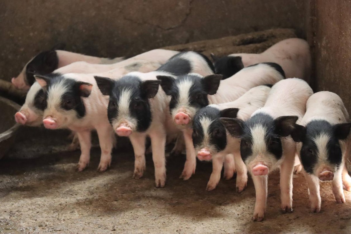 文旅月历丨初冬养膘，就到广西开吃