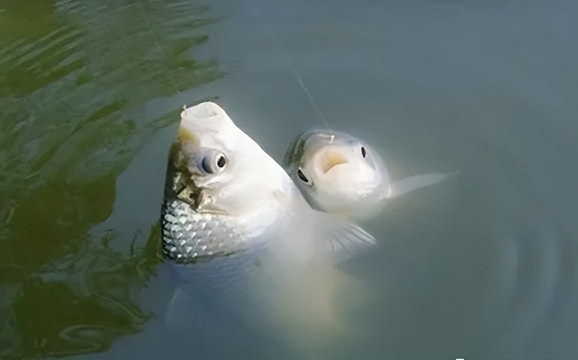 冬季钓鲫鱼1.2主线0.6子线合适吗,冬季钓鲫鱼5.4米鱼竿用几克浮漂