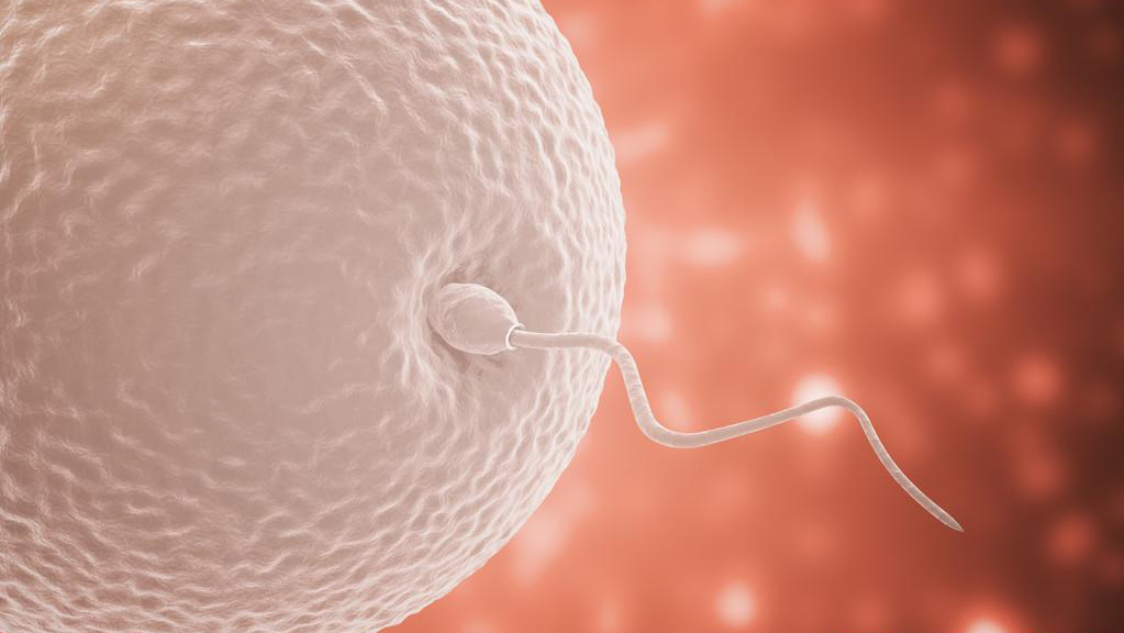 进入女性体内后，结合失败的精子都去哪里了？答案既心疼又好笑