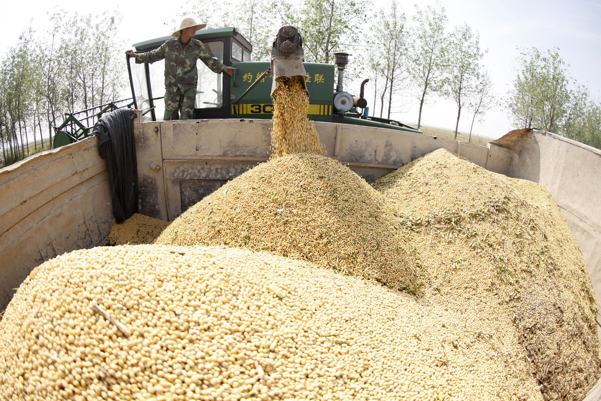 大豆价格最新行情10月,今日国储大豆拍卖价格多少钱一斤
