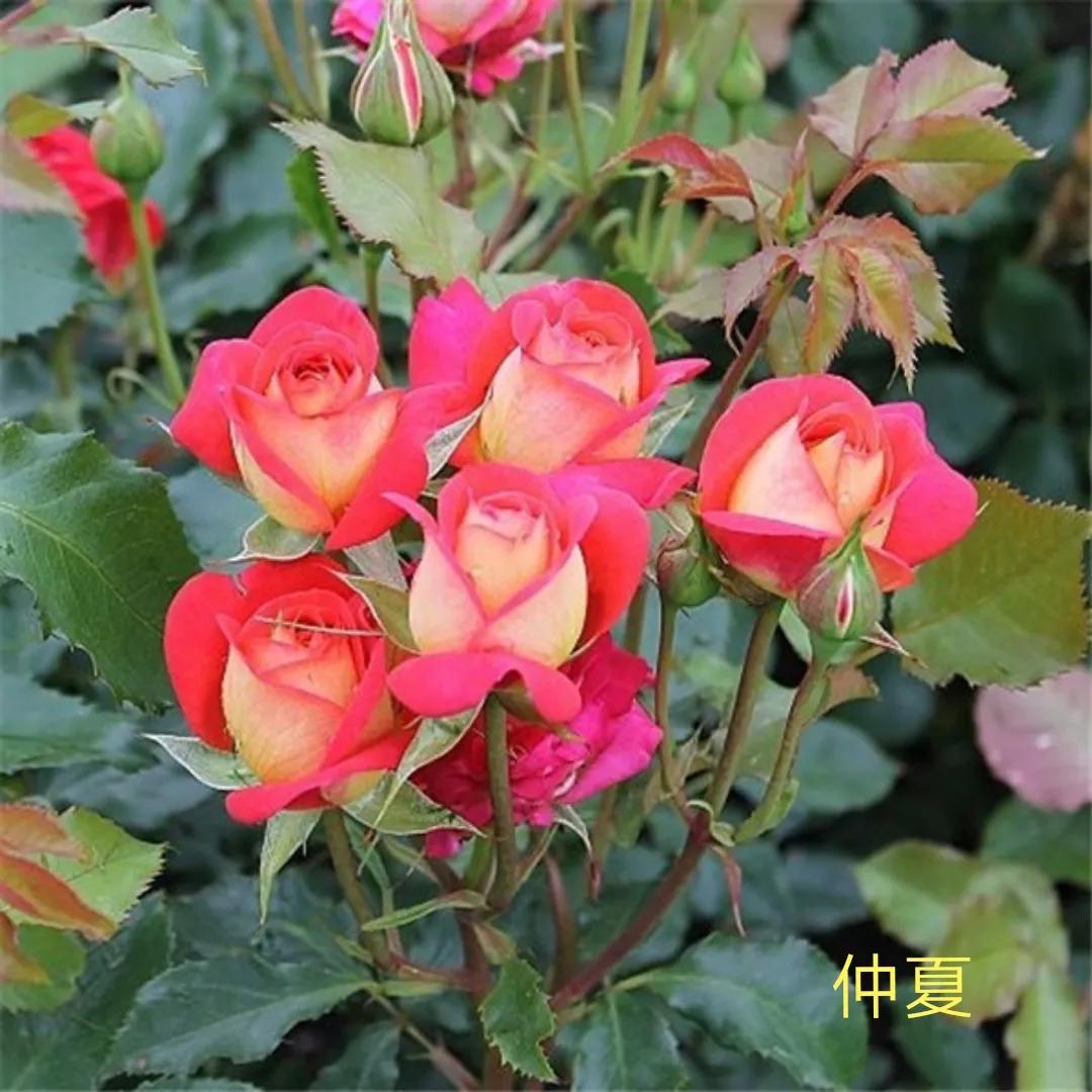 花店卖的切花月季品种,切花月季冬季修剪方法