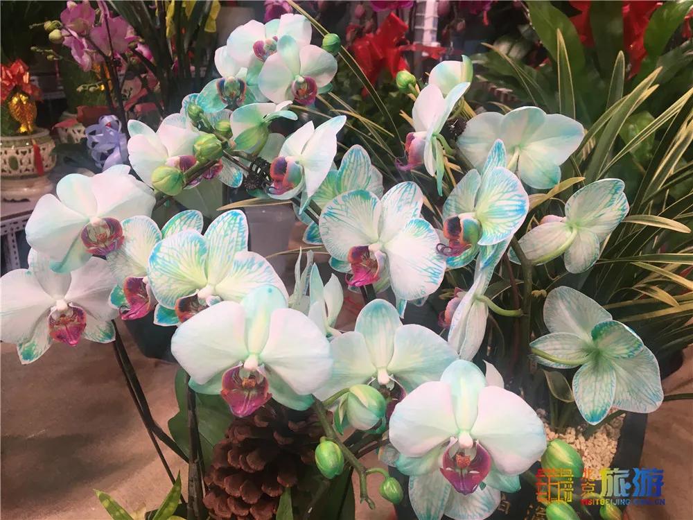 京南永清花卉批发市场,京南花卉批发市场