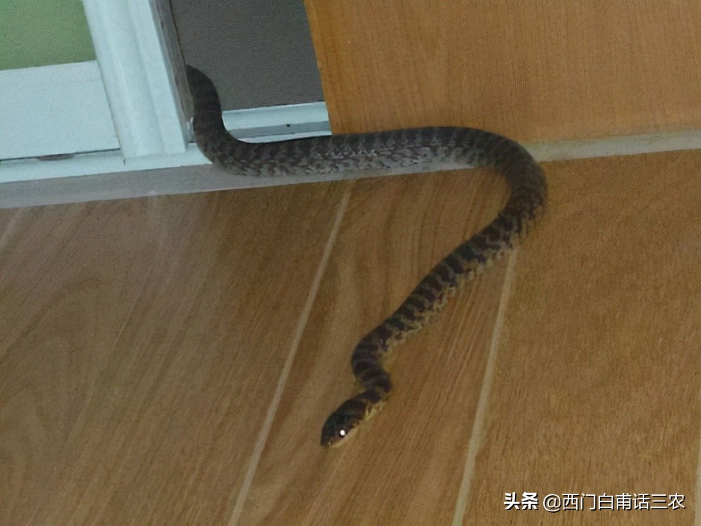 蛇为什么出现在家里,农村里蛇为什么会跑到家里