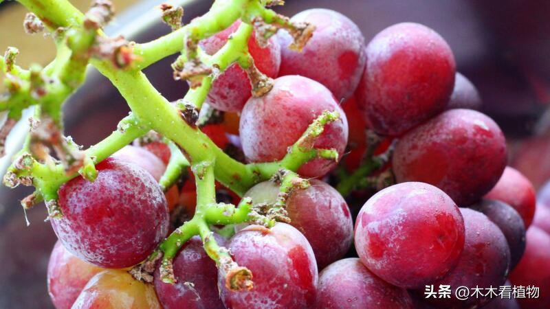 经常吃并不代表着你就了解它，一起来看看熟悉又陌生的葡萄吧