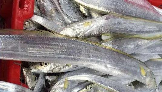 海鲜有什么品种的鱼类好吃,海鲜鱼类名字大全