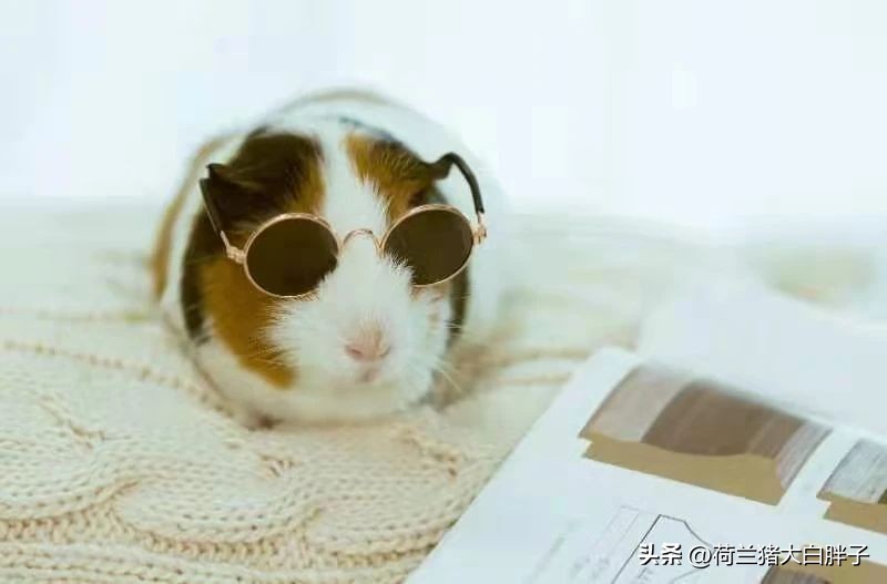 荷兰猪耳朵掉毛是怎么回事,荷兰猪掉毛太多怎么处理